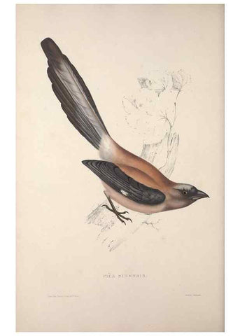 Reproducción/Reproduction 9237253953: A century of birds from the Himalaya Mountains.. London,1831.