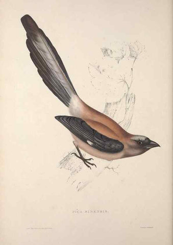 Reproducción/Reproduction 9237253953: A century of birds from the Himalaya Mountains.. London,1831.