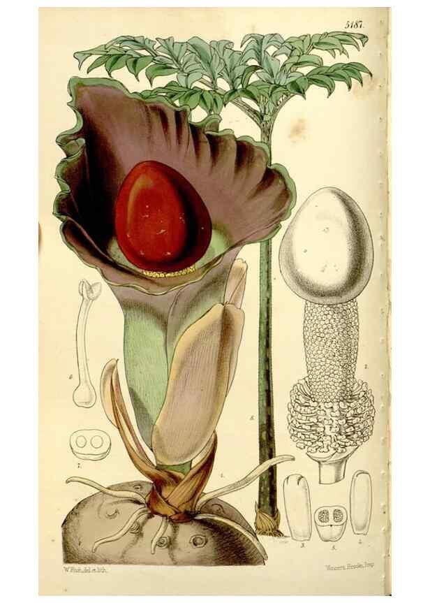 Reproducción/Reproduction 9444653852: Curtis's botanical magazine.. London ;New York [etc.] :Academic Press [etc.]