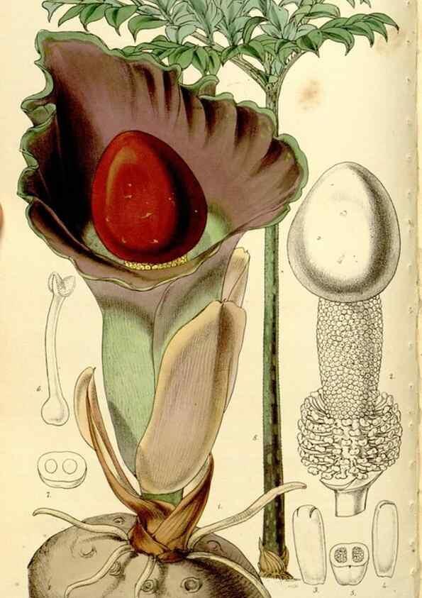 Reproducción/Reproduction 9444653852: Curtis's botanical magazine.. London ;New York [etc.] :Academic Press [etc.]