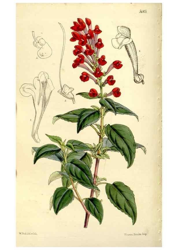 Reproducción/Reproduction 9441862821: Curtis's botanical magazine.. London ;New York [etc.] :Academic Press [etc.]