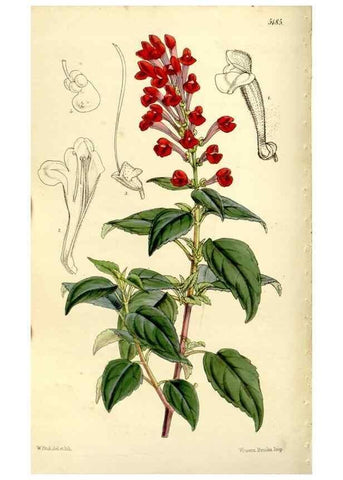 Reproducción/Reproduction 9441862821: Curtis's botanical magazine.. London ;New York [etc.] :Academic Press [etc.]