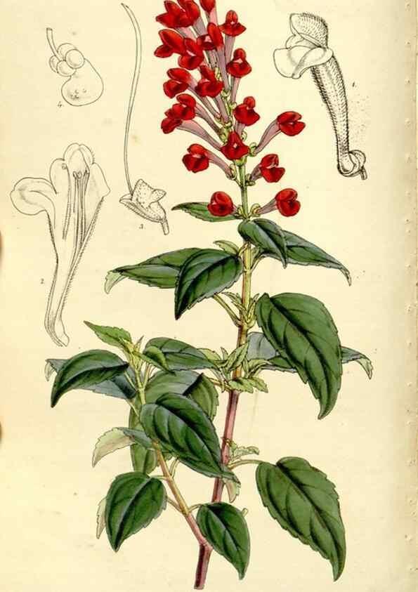 Reproducción/Reproduction 9441862821: Curtis's botanical magazine.. London ;New York [etc.] :Academic Press [etc.]