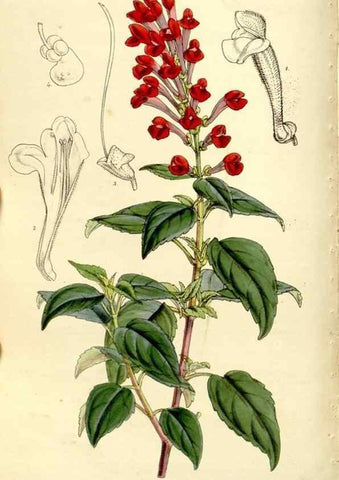 Reproducción/Reproduction 9441862821: Curtis's botanical magazine.. London ;New York [etc.] :Academic Press [etc.]