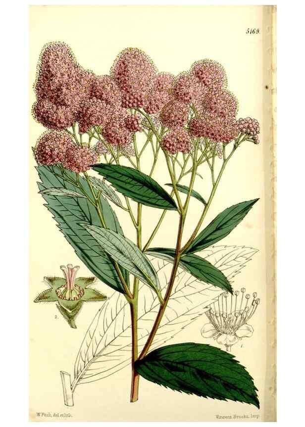 Reproducción/Reproduction 9441833113: Curtis's botanical magazine.. London ;New York [etc.] :Academic Press [etc.]