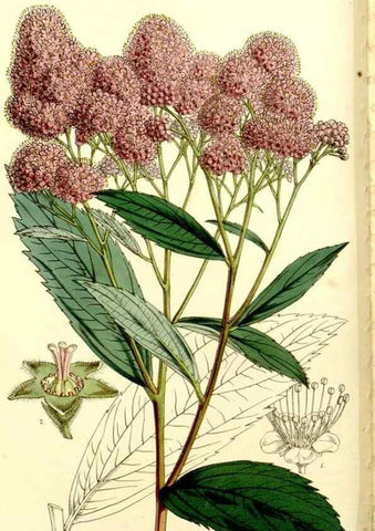 Reproducción/Reproduction 9441833113: Curtis's botanical magazine.. London ;New York [etc.] :Academic Press [etc.]