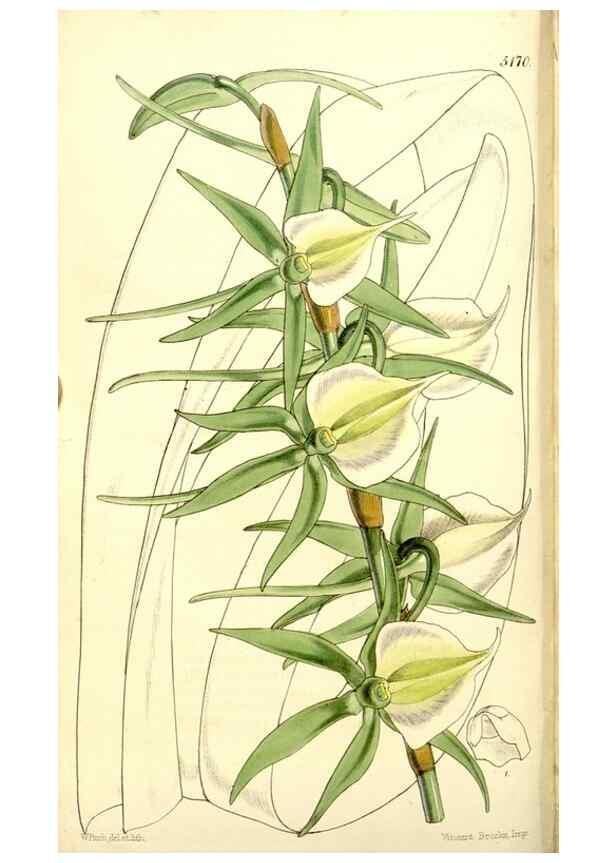 Reproducción/Reproduction 9441834697: Curtis's botanical magazine.. London ;New York [etc.] :Academic Press [etc.]
