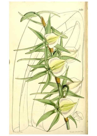 Reproducción/Reproduction 9441834697: Curtis's botanical magazine.. London ;New York [etc.] :Academic Press [etc.]