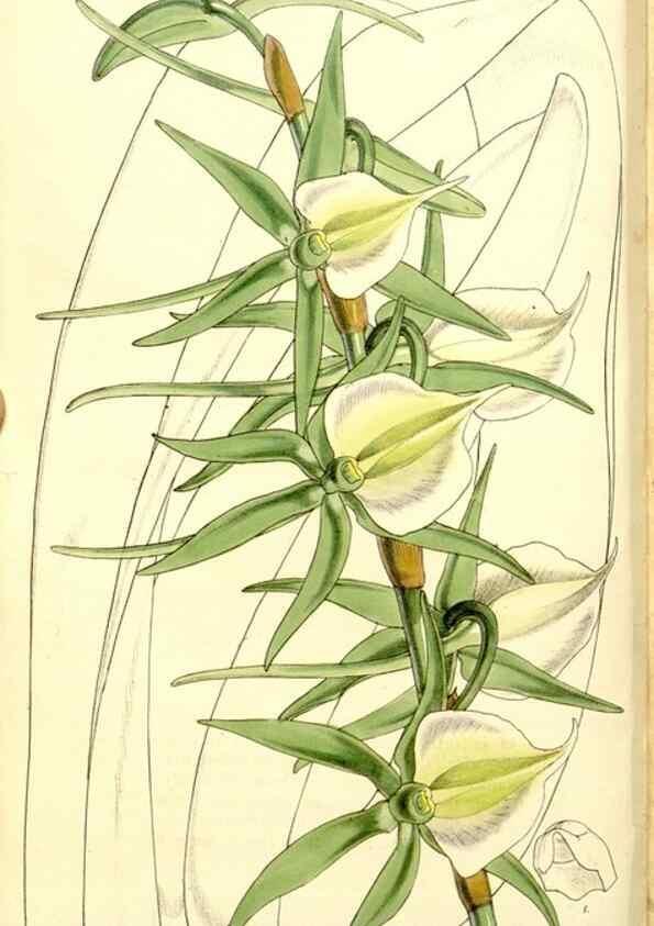 Reproducción/Reproduction 9441834697: Curtis's botanical magazine.. London ;New York [etc.] :Academic Press [etc.]