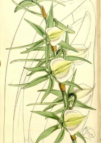 Reproducción/Reproduction 9441834697: Curtis's botanical magazine.. London ;New York [etc.] :Academic Press [etc.]