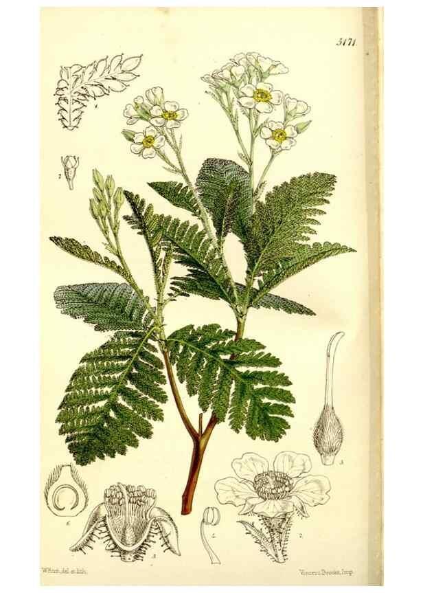 Reproducción/Reproduction 9441836581: Curtis's botanical magazine.. London ;New York [etc.] :Academic Press [etc.]