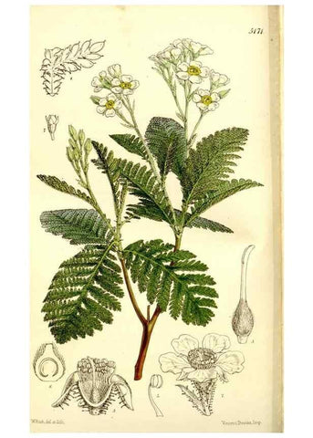 Reproducción/Reproduction 9441836581: Curtis's botanical magazine.. London ;New York [etc.] :Academic Press [etc.]