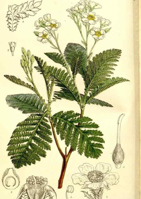 Reproducción/Reproduction 9441836581: Curtis's botanical magazine.. London ;New York [etc.] :Academic Press [etc.]