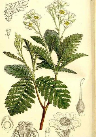 Reproducción/Reproduction 9441836581: Curtis's botanical magazine.. London ;New York [etc.] :Academic Press [etc.]