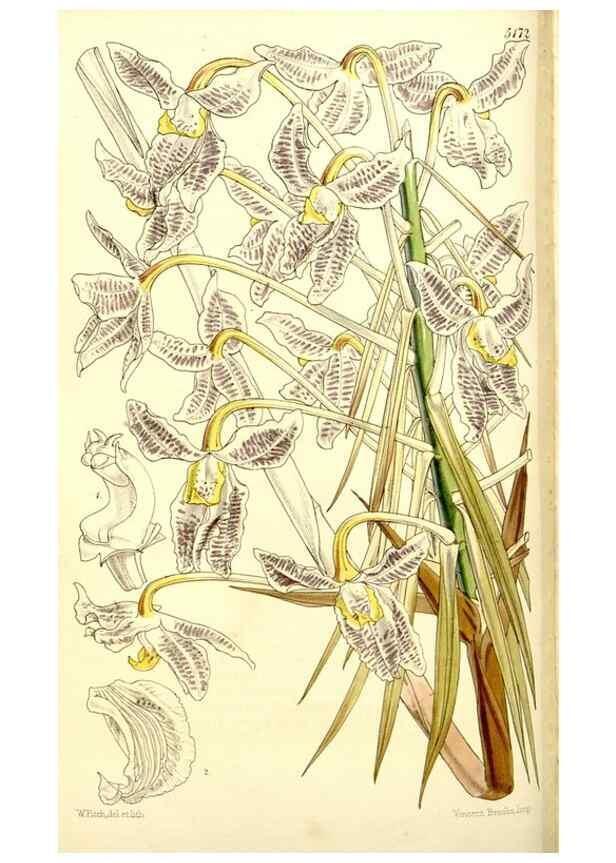 Reproducción/Reproduction 9441838603: Curtis's botanical magazine.. London ;New York [etc.] :Academic Press [etc.]