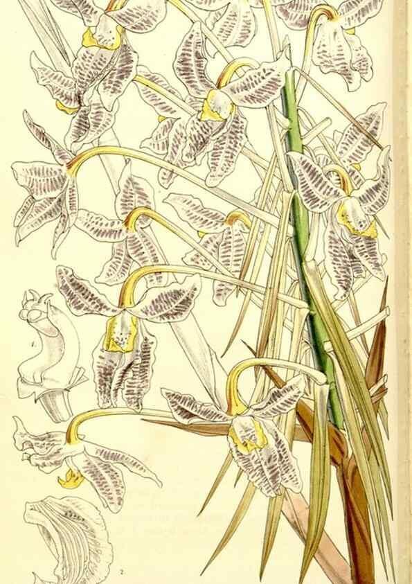 Reproducción/Reproduction 9441838603: Curtis's botanical magazine.. London ;New York [etc.] :Academic Press [etc.]