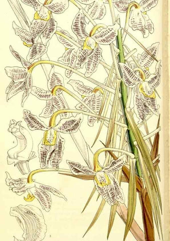 Reproducción/Reproduction 9441838603: Curtis's botanical magazine.. London ;New York [etc.] :Academic Press [etc.]