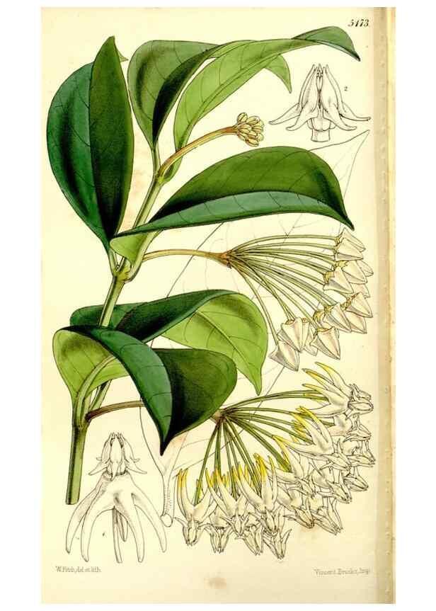 Reproducción/Reproduction 9444627782: Curtis's botanical magazine.. London ;New York [etc.] :Academic Press [etc.]