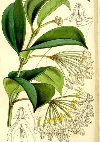 Reproducción/Reproduction 9444627782: Curtis's botanical magazine.. London ;New York [etc.] :Academic Press [etc.]