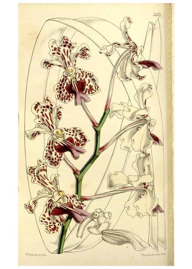 Reproducción/Reproduction 9444629640: Curtis's botanical magazine.. London ;New York [etc.] :Academic Press [etc.]