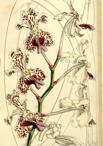 Reproducción/Reproduction 9444629640: Curtis's botanical magazine.. London ;New York [etc.] :Academic Press [etc.]