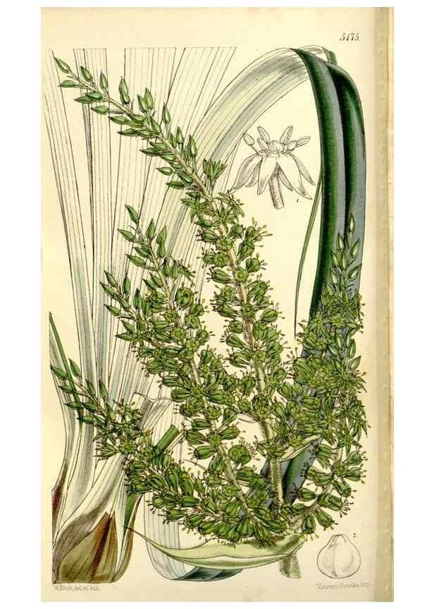 Reproducción/Reproduction 9444632330: Curtis's botanical magazine.. London ;New York [etc.] :Academic Press [etc.]