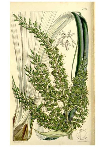 Reproducción/Reproduction 9444632330: Curtis's botanical magazine.. London ;New York [etc.] :Academic Press [etc.]