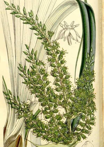 Reproducción/Reproduction 9444632330: Curtis's botanical magazine.. London ;New York [etc.] :Academic Press [etc.]