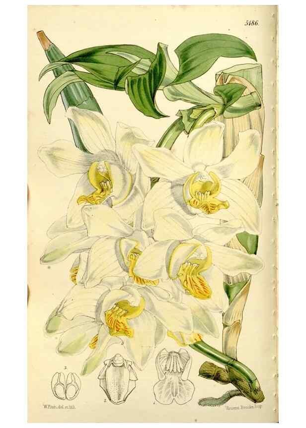 Reproducción/Reproduction 9444651838: Curtis's botanical magazine.. London ;New York [etc.] :Academic Press [etc.]