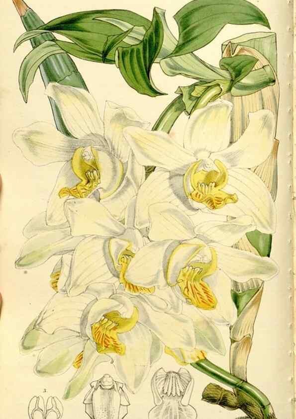 Reproducción/Reproduction 9444651838: Curtis's botanical magazine.. London ;New York [etc.] :Academic Press [etc.]