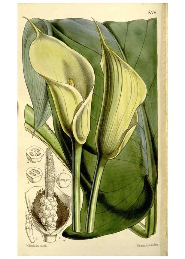 Reproducción/Reproduction 9444634200: Curtis's botanical magazine.. London ;New York [etc.] :Academic Press [etc.]