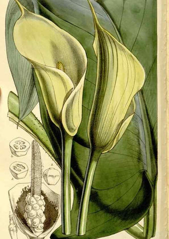 Reproducción/Reproduction 9444634200: Curtis's botanical magazine.. London ;New York [etc.] :Academic Press [etc.]