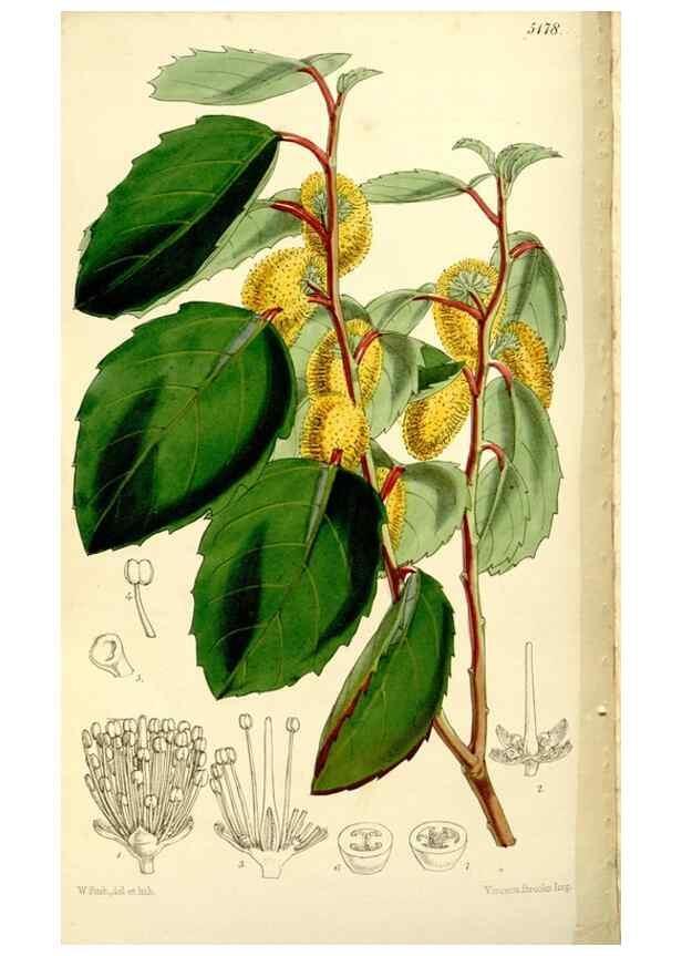 Reproducción/Reproduction 9444637670: Curtis's botanical magazine.. London ;New York [etc.] :Academic Press [etc.]