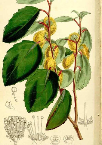 Reproducción/Reproduction 9444637670: Curtis's botanical magazine.. London ;New York [etc.] :Academic Press [etc.]
