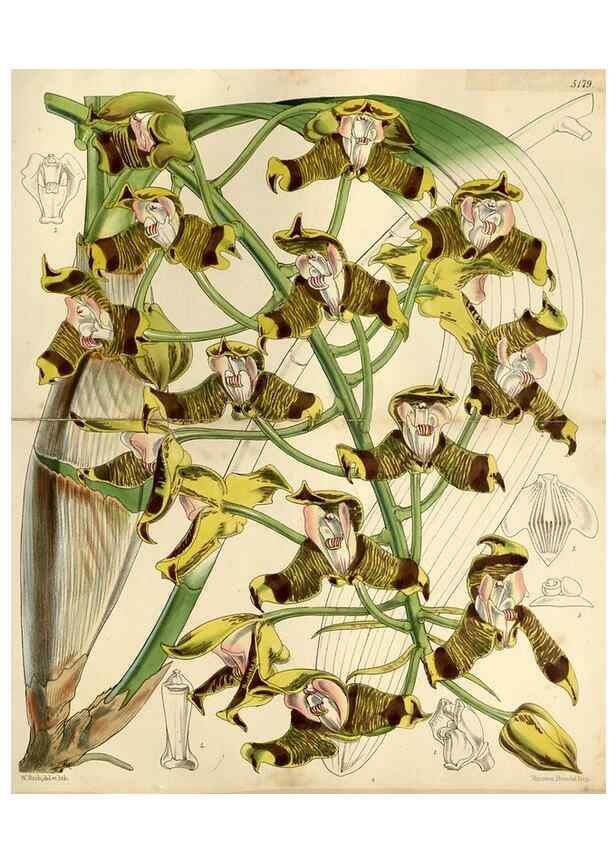 Reproducción/Reproduction 9444639130: Curtis's botanical magazine.. London ;New York [etc.] :Academic Press [etc.]