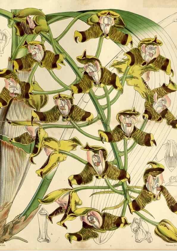 Reproducción/Reproduction 9444639130: Curtis's botanical magazine.. London ;New York [etc.] :Academic Press [etc.]