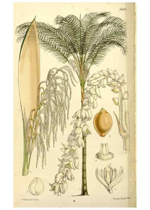 Reproducción/Reproduction 9444640862: Curtis's botanical magazine.. London ;New York [etc.] :Academic Press [etc.]
