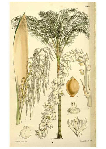 Reproducción/Reproduction 9444640862: Curtis's botanical magazine.. London ;New York [etc.] :Academic Press [etc.]