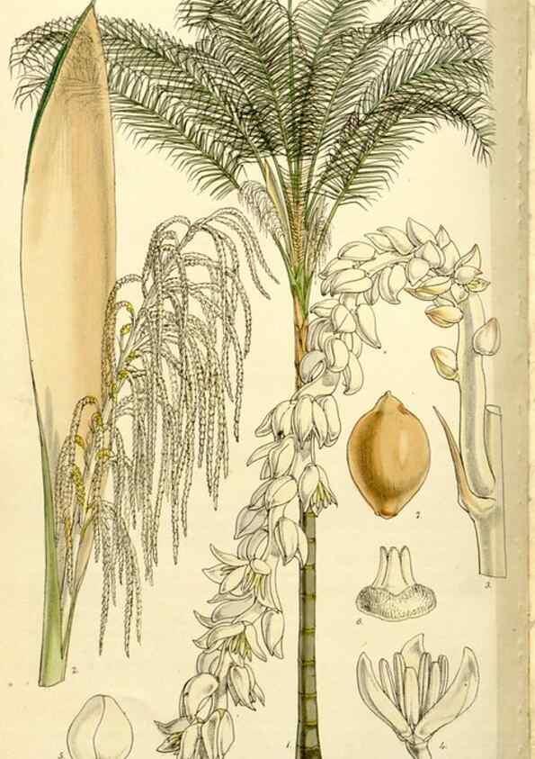 Reproducción/Reproduction 9444640862: Curtis's botanical magazine.. London ;New York [etc.] :Academic Press [etc.]