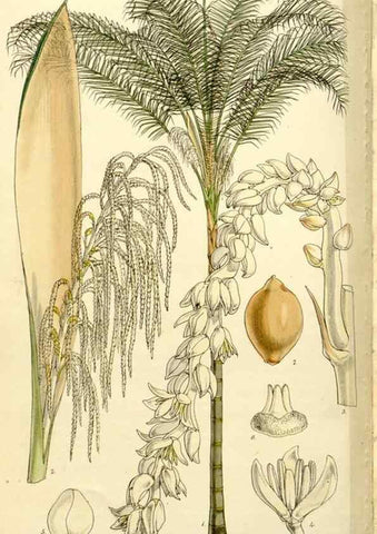 Reproducción/Reproduction 9444640862: Curtis's botanical magazine.. London ;New York [etc.] :Academic Press [etc.]