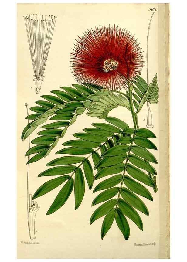 Reproducción/Reproduction 9441856125: Curtis's botanical magazine.. London ;New York [etc.] :Academic Press [etc.]