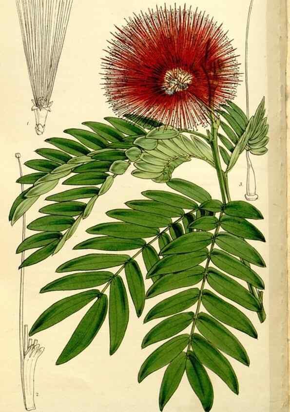 Reproducción/Reproduction 9441856125: Curtis's botanical magazine.. London ;New York [etc.] :Academic Press [etc.]