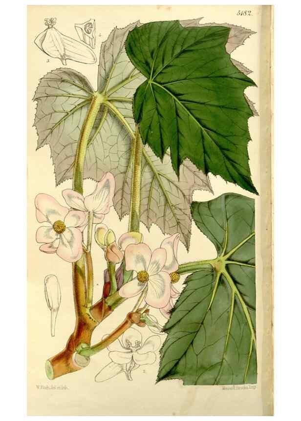 Reproducción/Reproduction 9441857941: Curtis's botanical magazine.. London ;New York [etc.] :Academic Press [etc.]