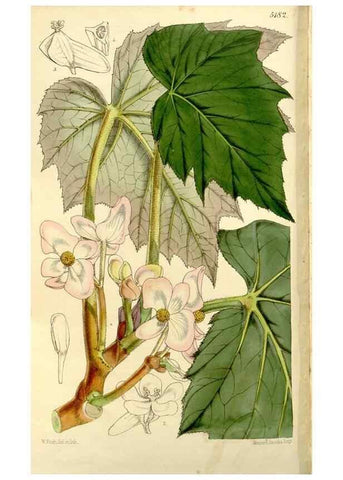 Reproducción/Reproduction 9441857941: Curtis's botanical magazine.. London ;New York [etc.] :Academic Press [etc.]