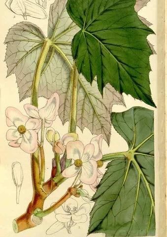 Reproducción/Reproduction 9441857941: Curtis's botanical magazine.. London ;New York [etc.] :Academic Press [etc.]
