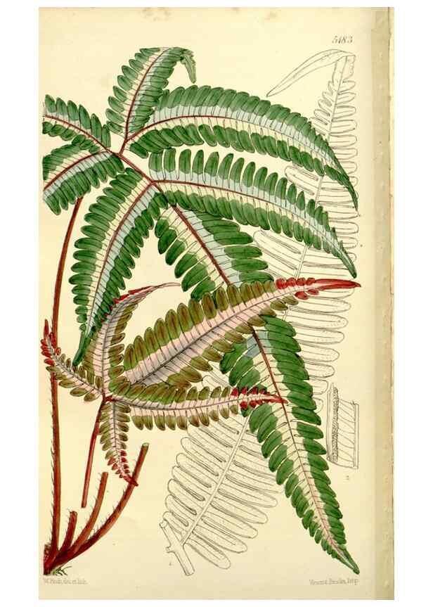 Reproducción/Reproduction 9444647174: Curtis's botanical magazine.. London ;New York [etc.] :Academic Press [etc.]