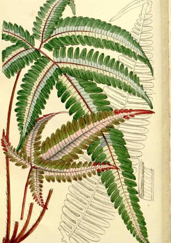 Reproducción/Reproduction 9444647174: Curtis's botanical magazine.. London ;New York [etc.] :Academic Press [etc.]