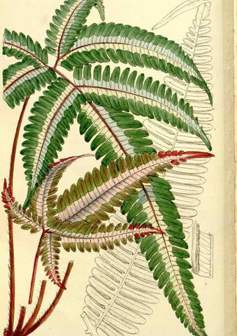 Reproducción/Reproduction 9444647174: Curtis's botanical magazine.. London ;New York [etc.] :Academic Press [etc.]