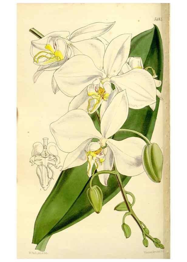 Reproducción/Reproduction 9441861293: Curtis's botanical magazine.. London ;New York [etc.] :Academic Press [etc.]