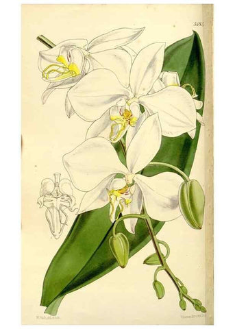 Reproducción/Reproduction 9441861293: Curtis's botanical magazine.. London ;New York [etc.] :Academic Press [etc.]